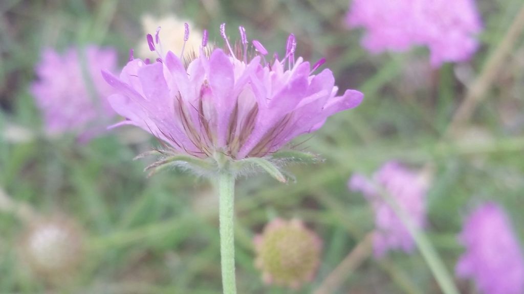 Sixalix atropurpurea  / Vedovina marittima